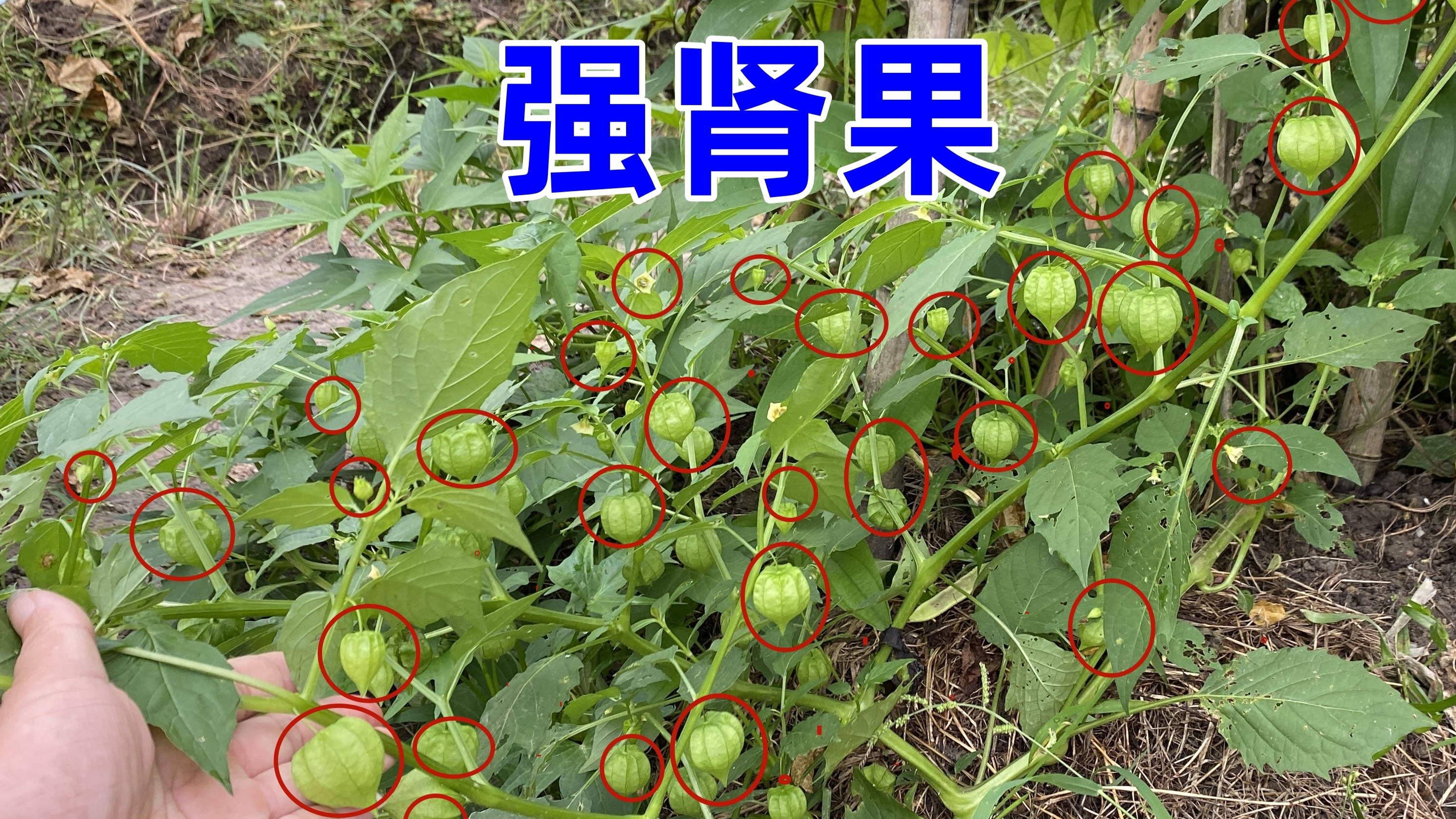 农村菜地常见的植物,老人家称强肾果,很多人没见过,看你认识吗