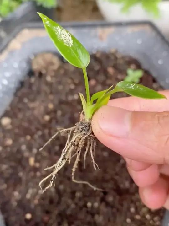 红掌水培养殖方法:一杯清水养出 "红手掌",好看又省心