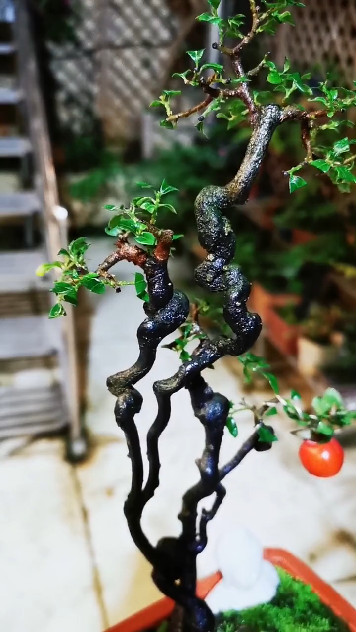 极品阴芽金弹子,清新脱俗,书房标配!