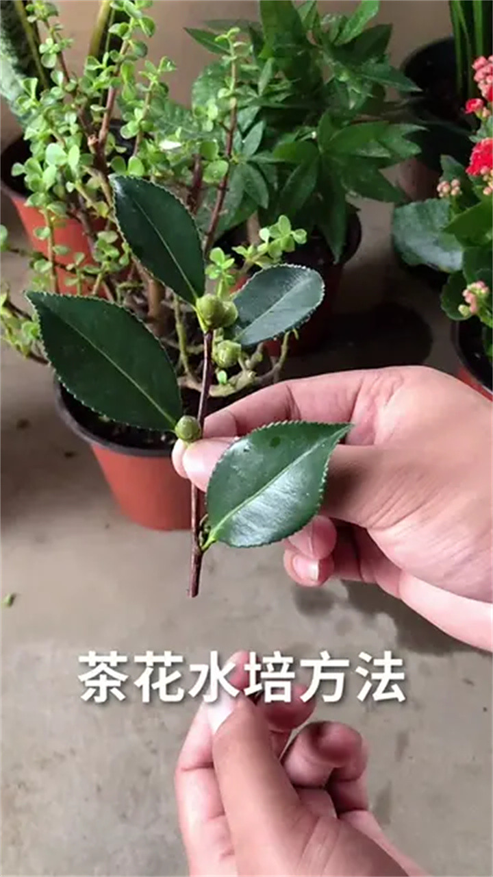 茶花扦插方法分享教你养花