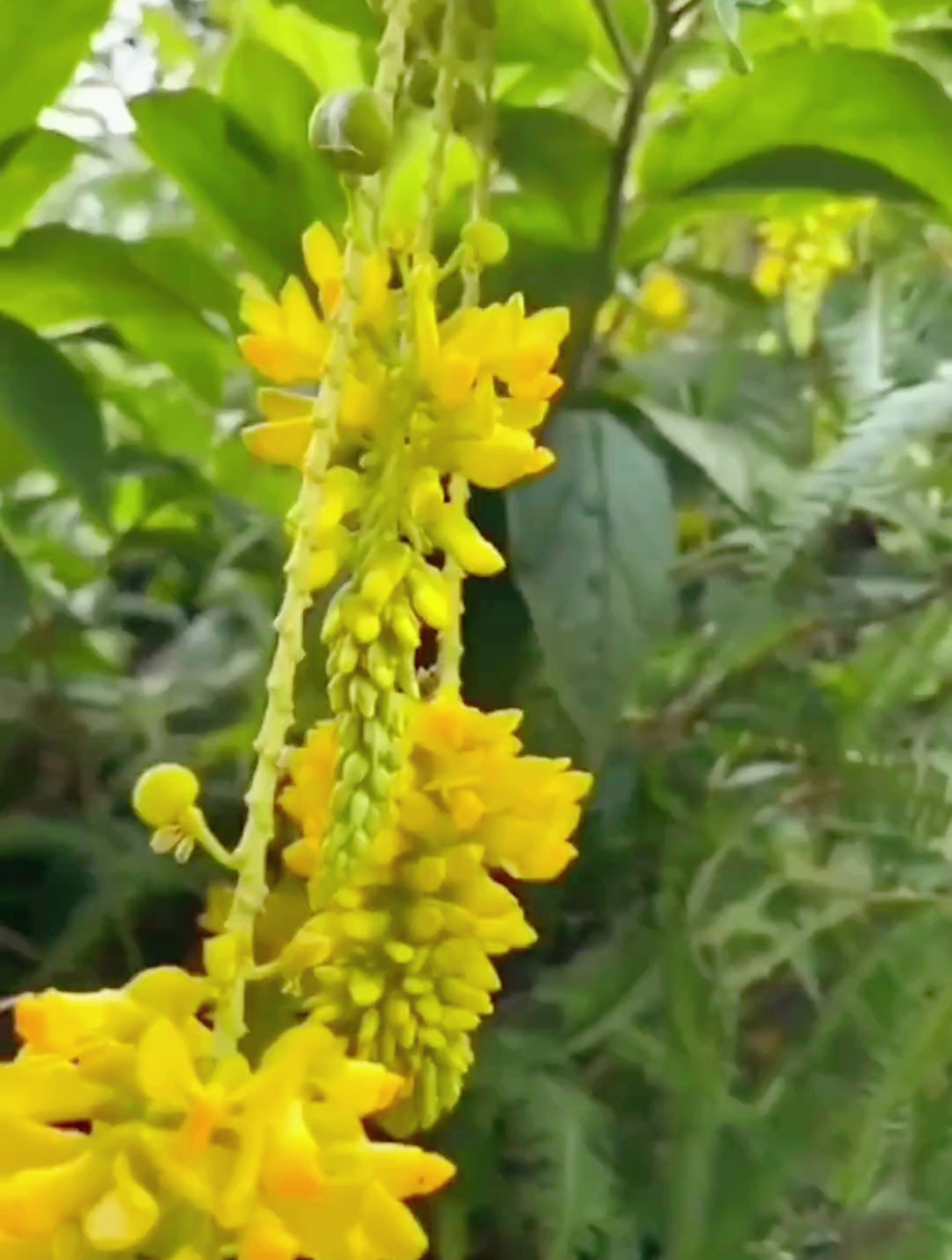 观音串图片,记录美好生活!-度小视