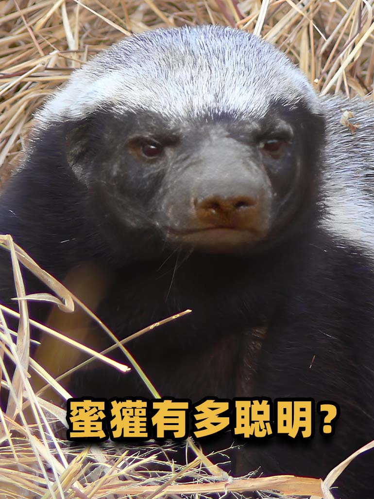 平头哥有多聪明?会越狱