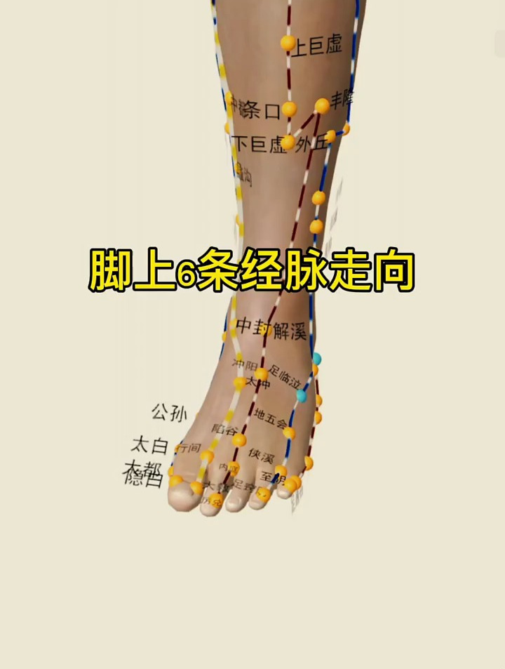 人体脚部经络位置图图片