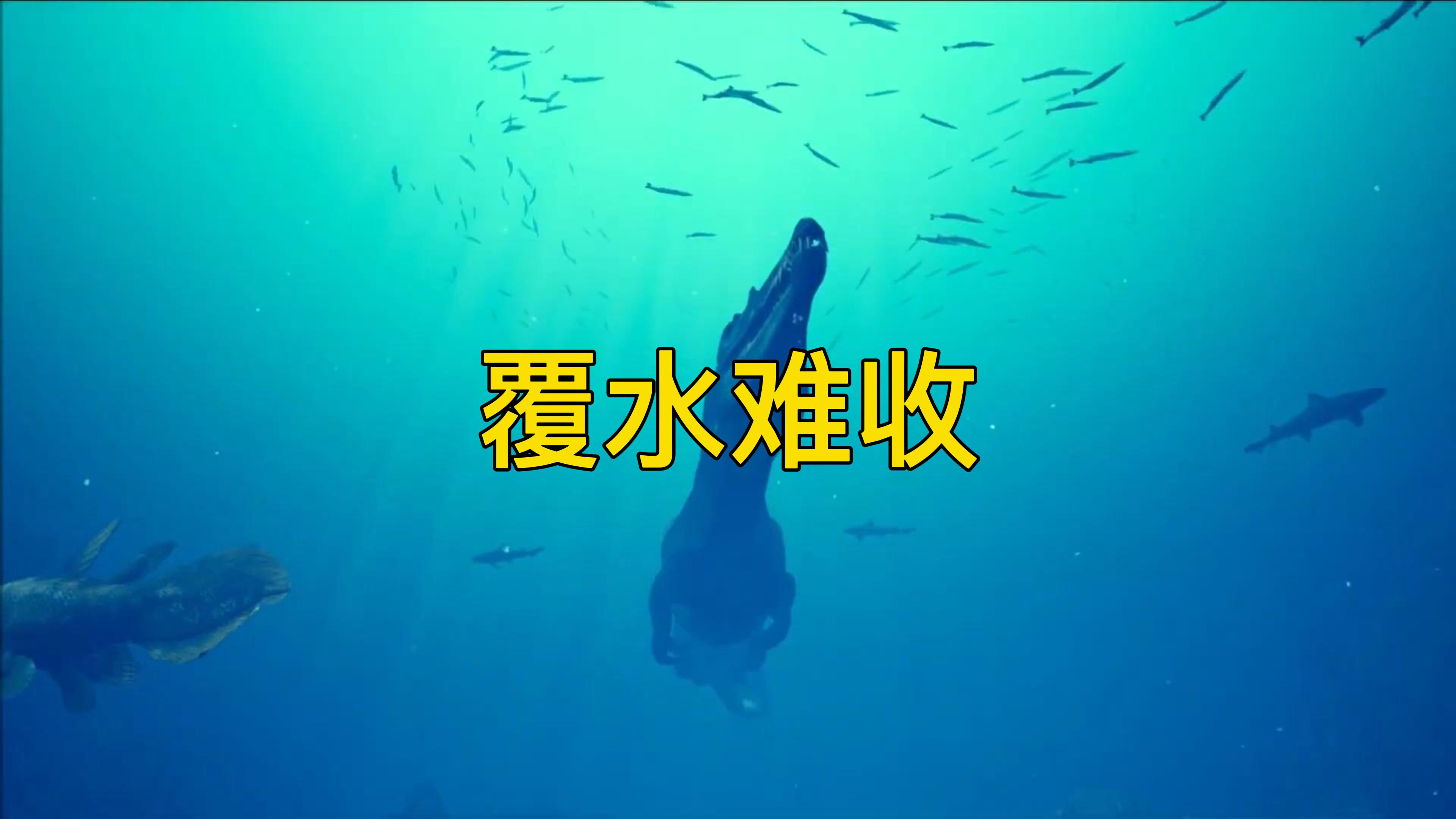 一天到晚游泳的鱼