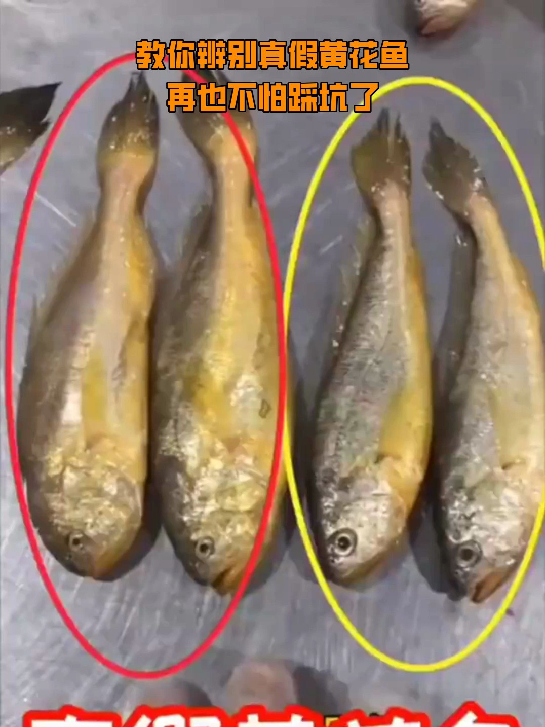 教你辨别真假黄花鱼再也不怕踩坑了