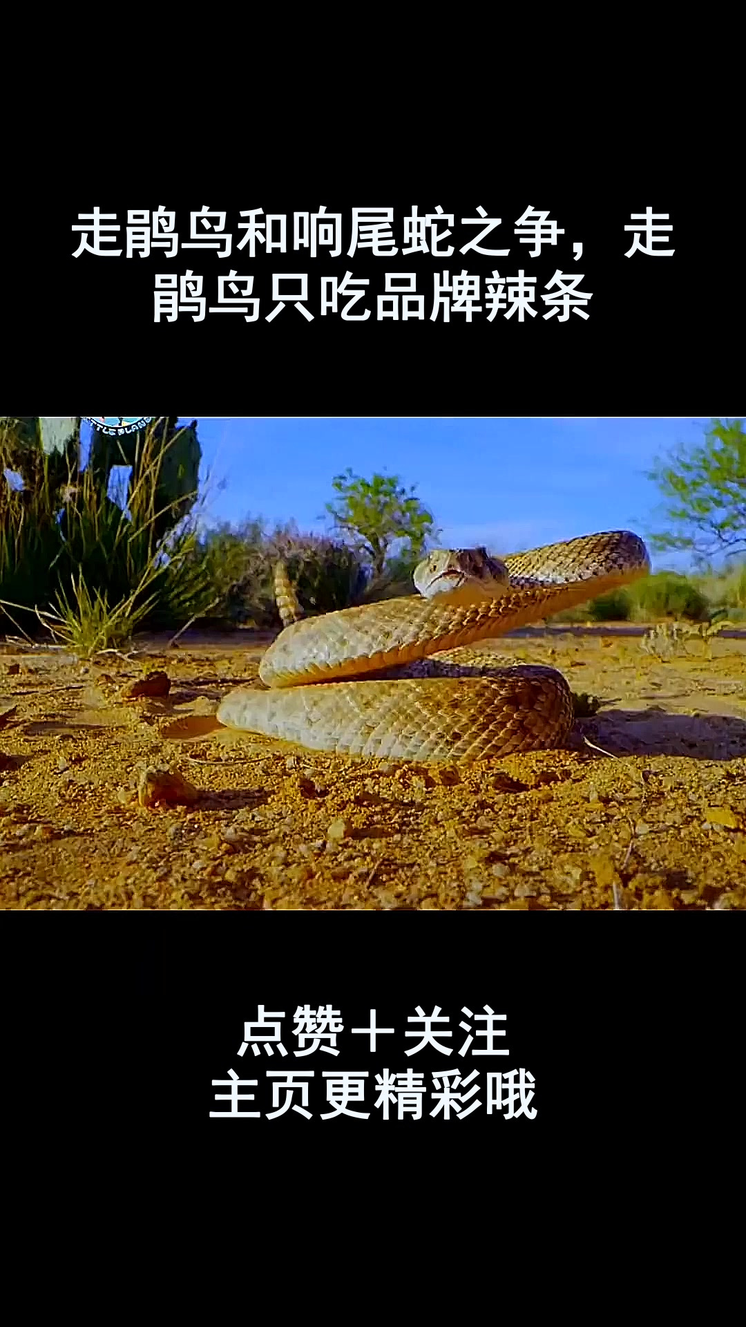 走鹃鸟和响尾蛇之争,走鹃鸟只吃品牌辣条