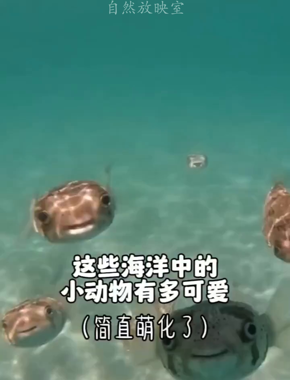 世界最小的海洋图片