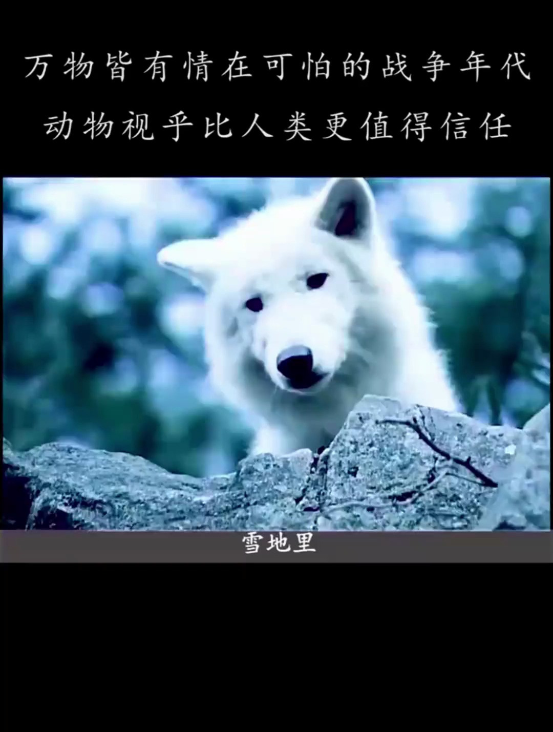 万物皆有情在可怕的战争年代动物视乎比人类更值得信任