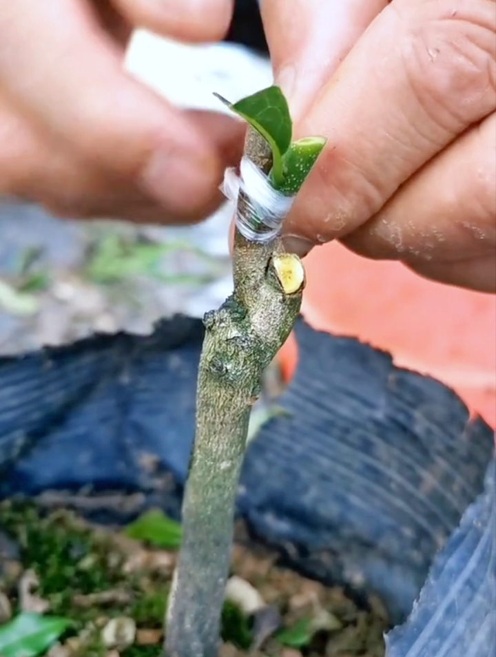 金弹子嫁接芽头可以沾水吗?看看怎样用泡水芽头来嫁接减少单宁!