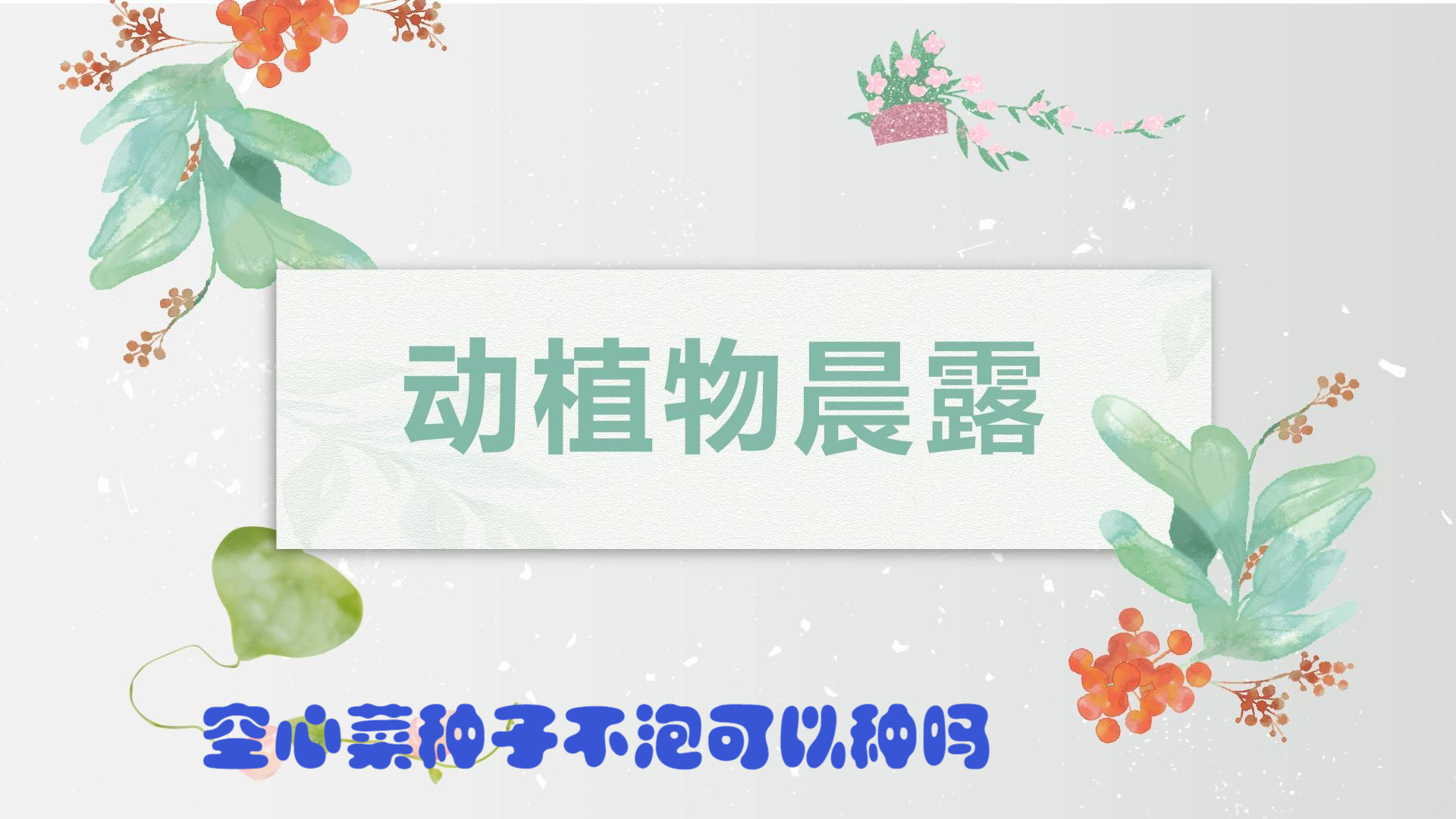 空心菜种子不泡可以种吗