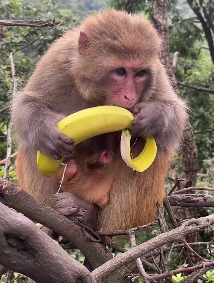 猴哥吃香蕉,动物世界精彩集锦