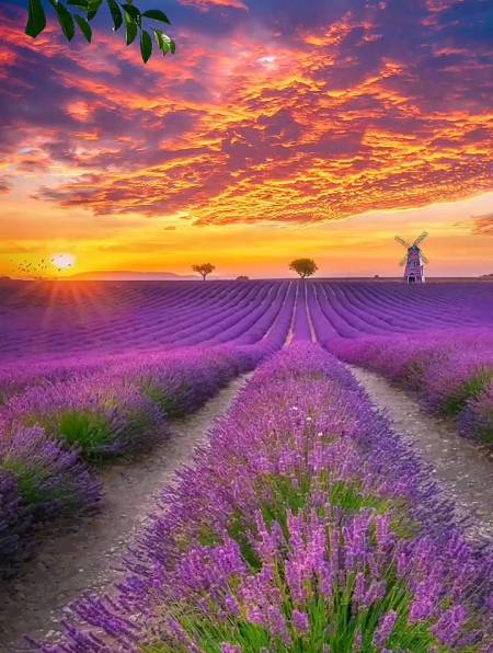 夕阳下的薰衣草花海绝美而浪漫,一定要艾特喜欢的人来看!-度小视