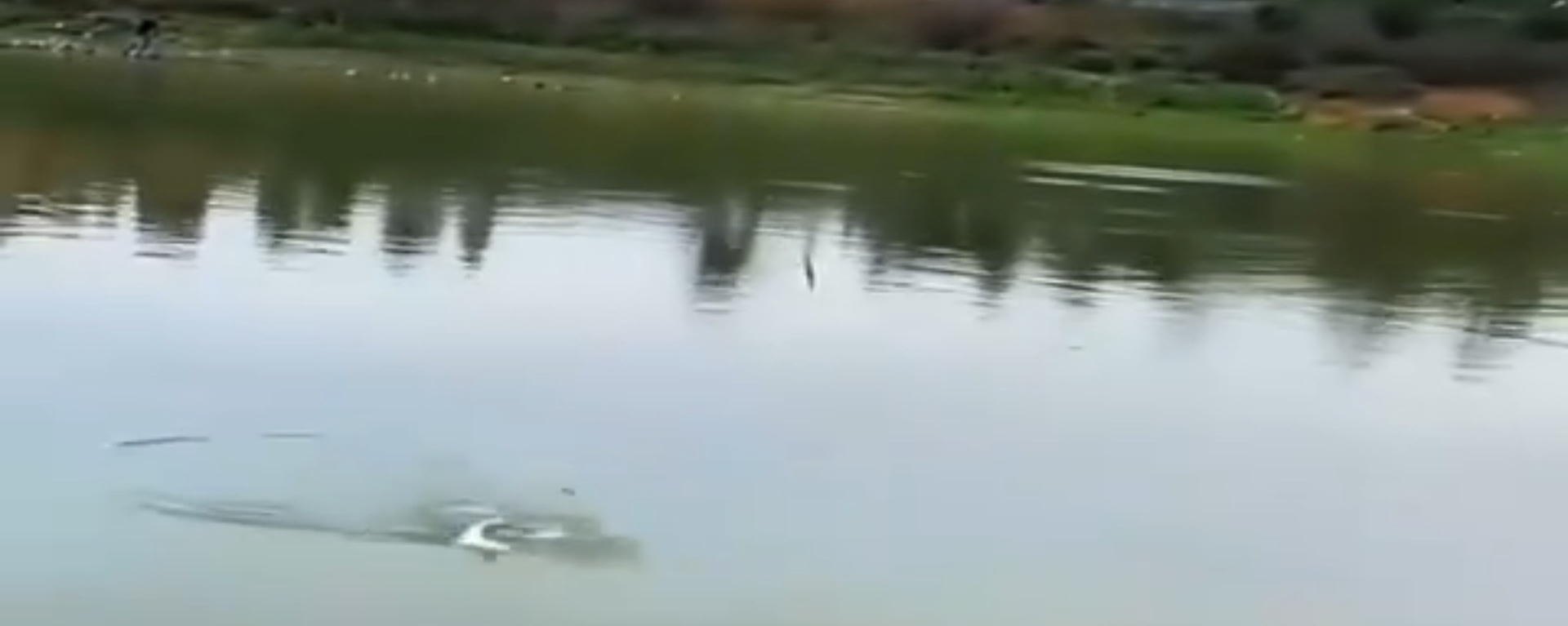 不用打窝调漂也能钓大鱼的方法，没有十年钓技学不会！