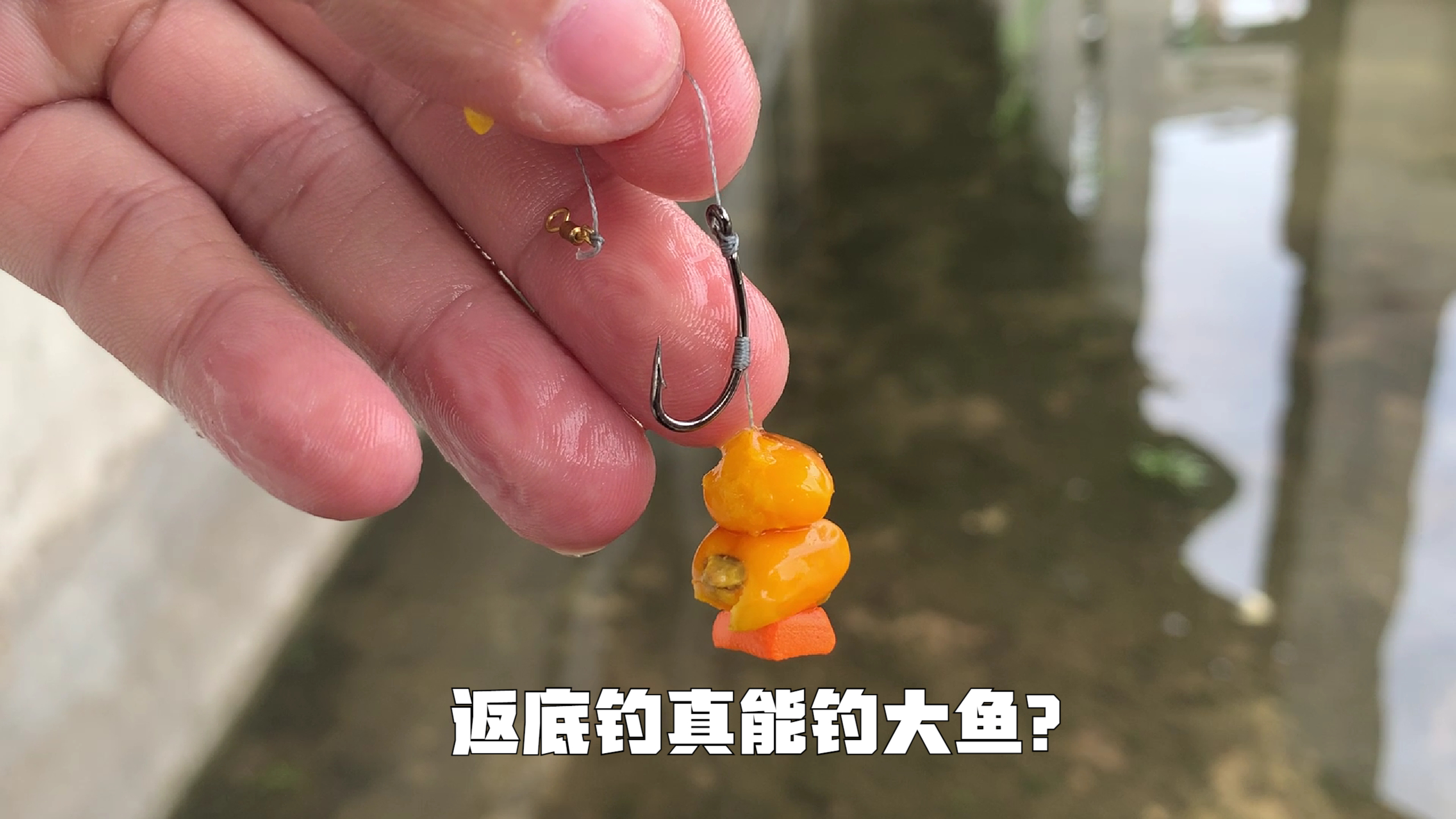 号称“专钓大鱼”的反底钓法效果究竟如何?钓鲤鱼真好使!