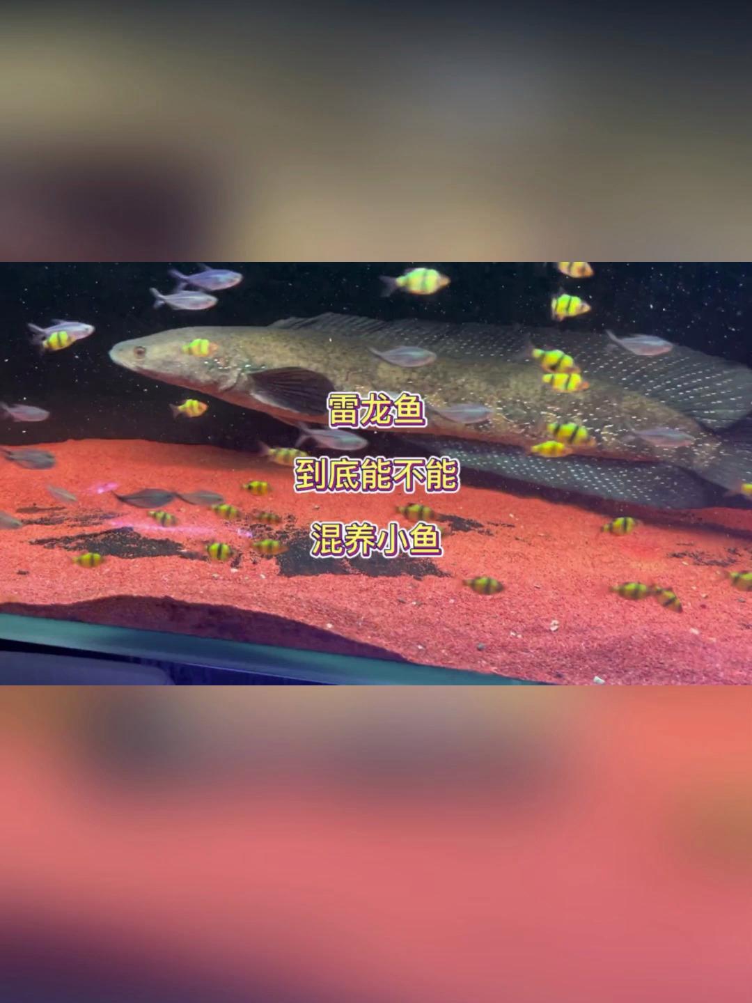 雷龙鱼是否能混养小鱼