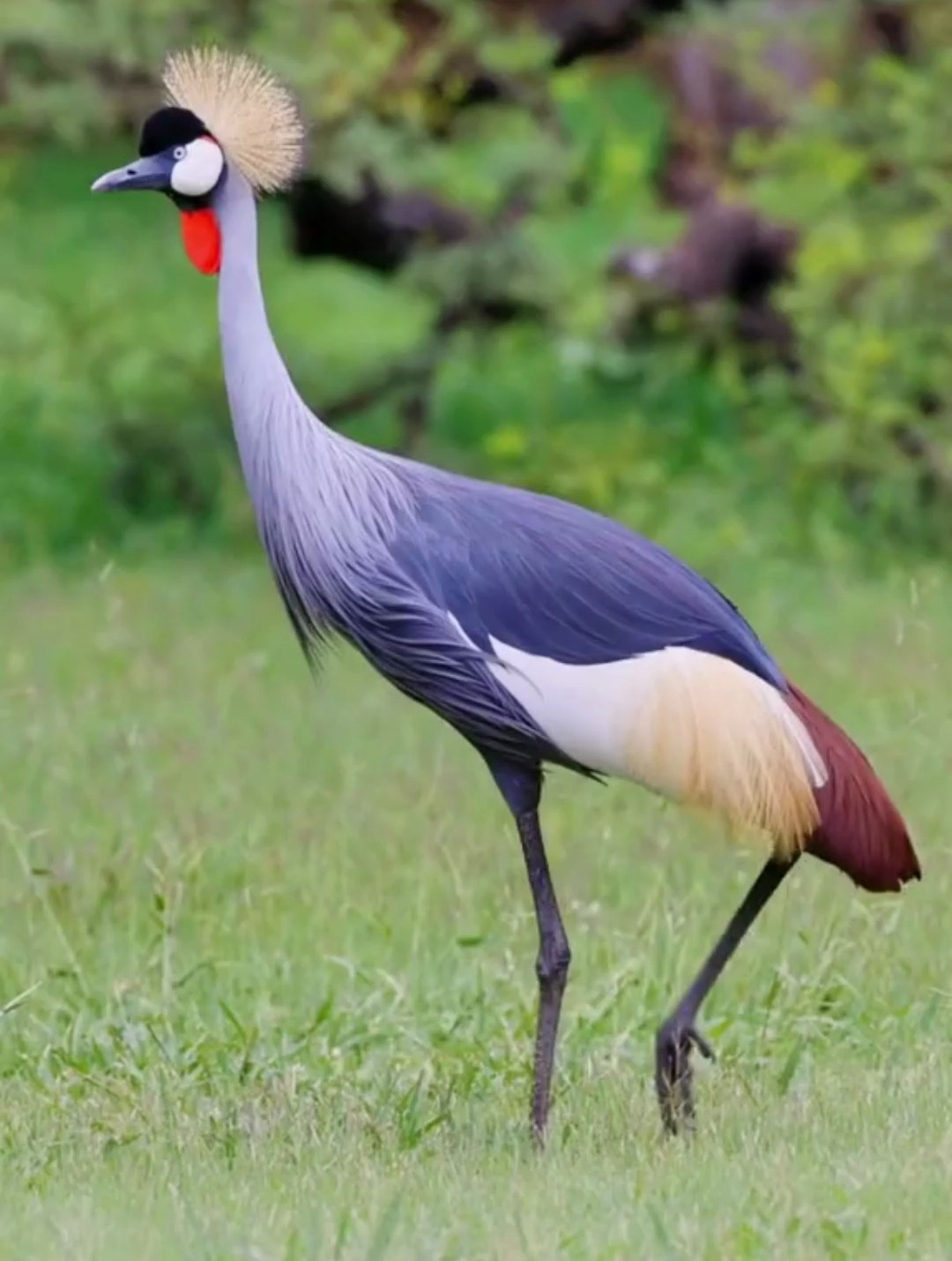 灰冕鹤不仅美丽,而且气质优雅-度小视