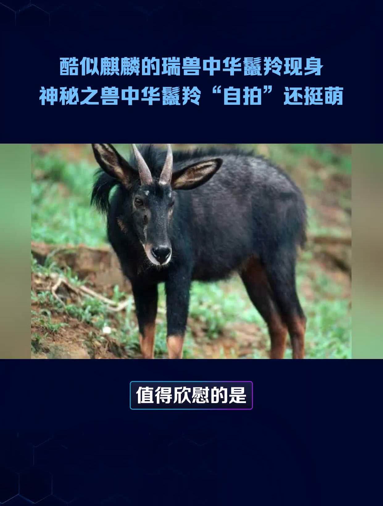 酷似麒麟的瑞兽中华鬣羚现身神秘之兽中华鬣羚"自拍"还挺萌