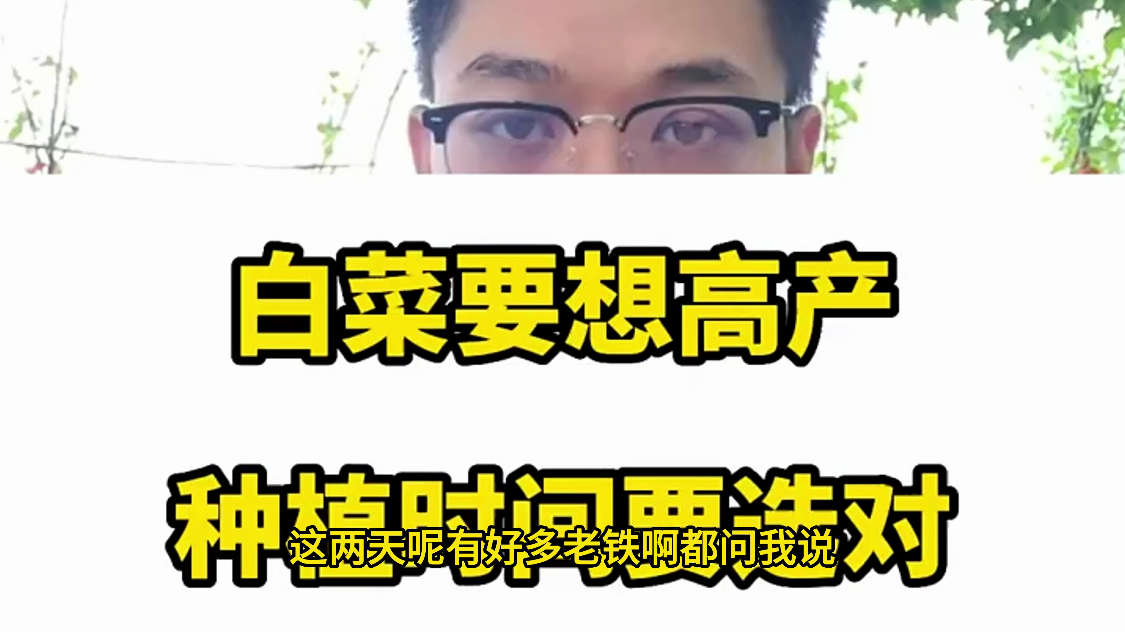 白菜要想高产,种植时间要选对