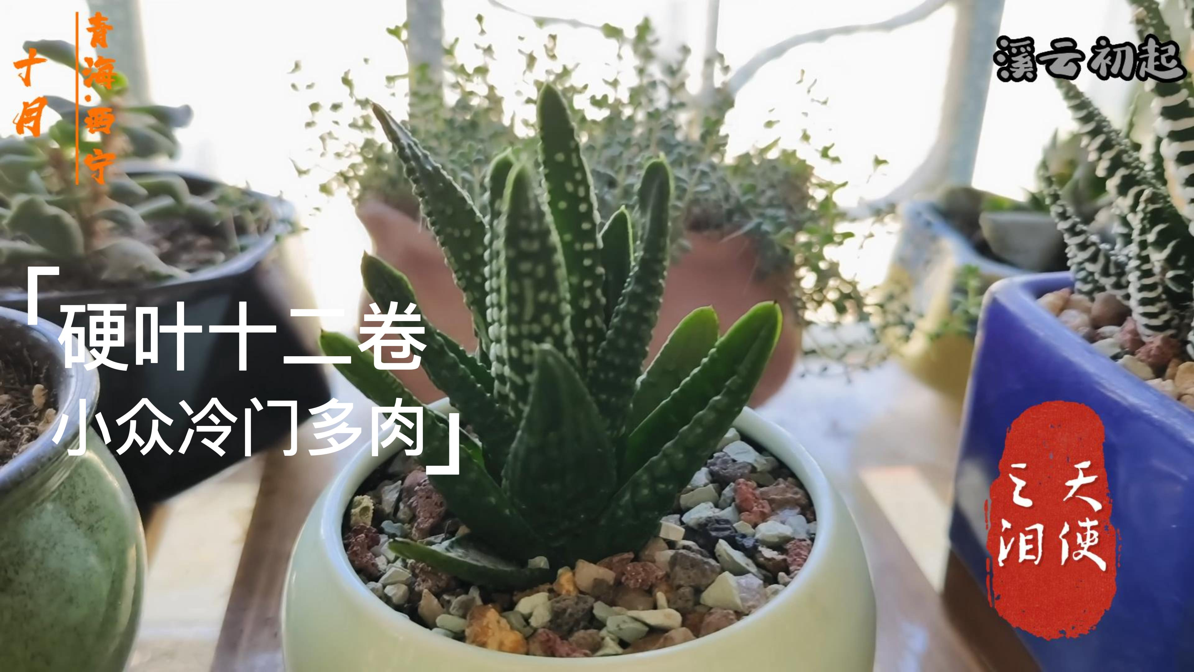 冷门小众的硬叶十二卷多肉天使之泪有人喜欢吗