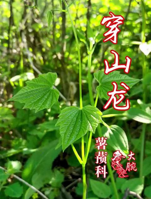 穿山龙学名穿龙薯蓣 民间也叫穿龙骨 地龙骨等 多年生缠绕草本