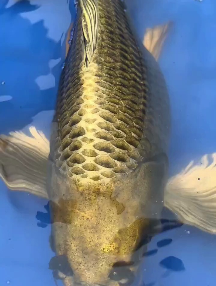 大古铜招财黄金龙蝶鲤 鱼 鱼缸 观赏鱼