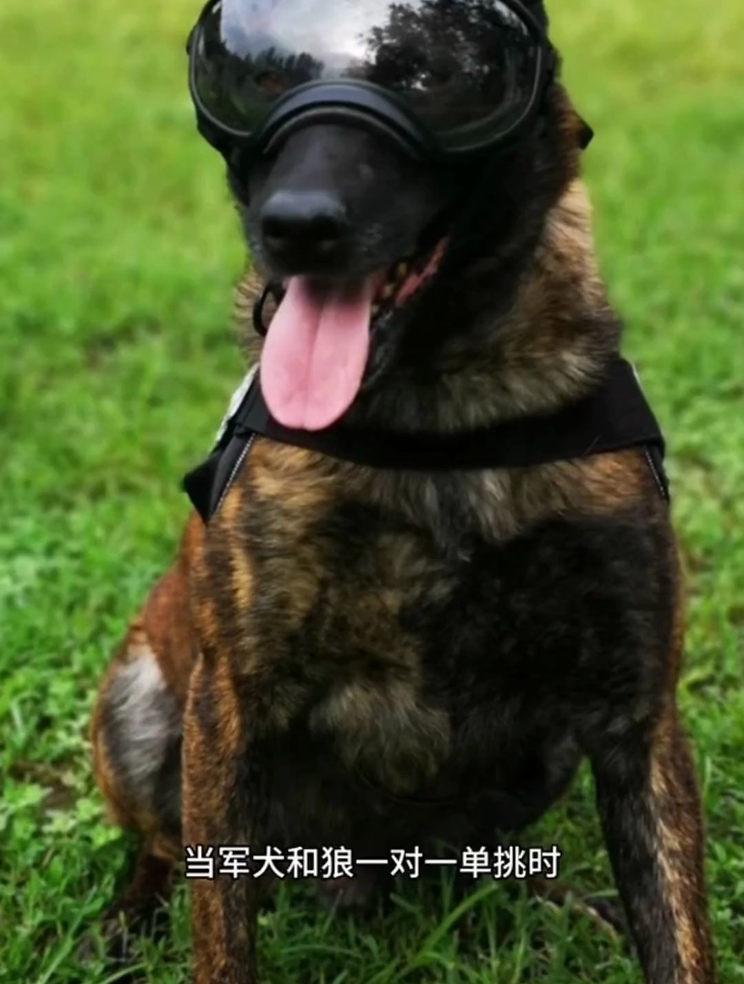 最厉害的军犬能斗得过狼吗