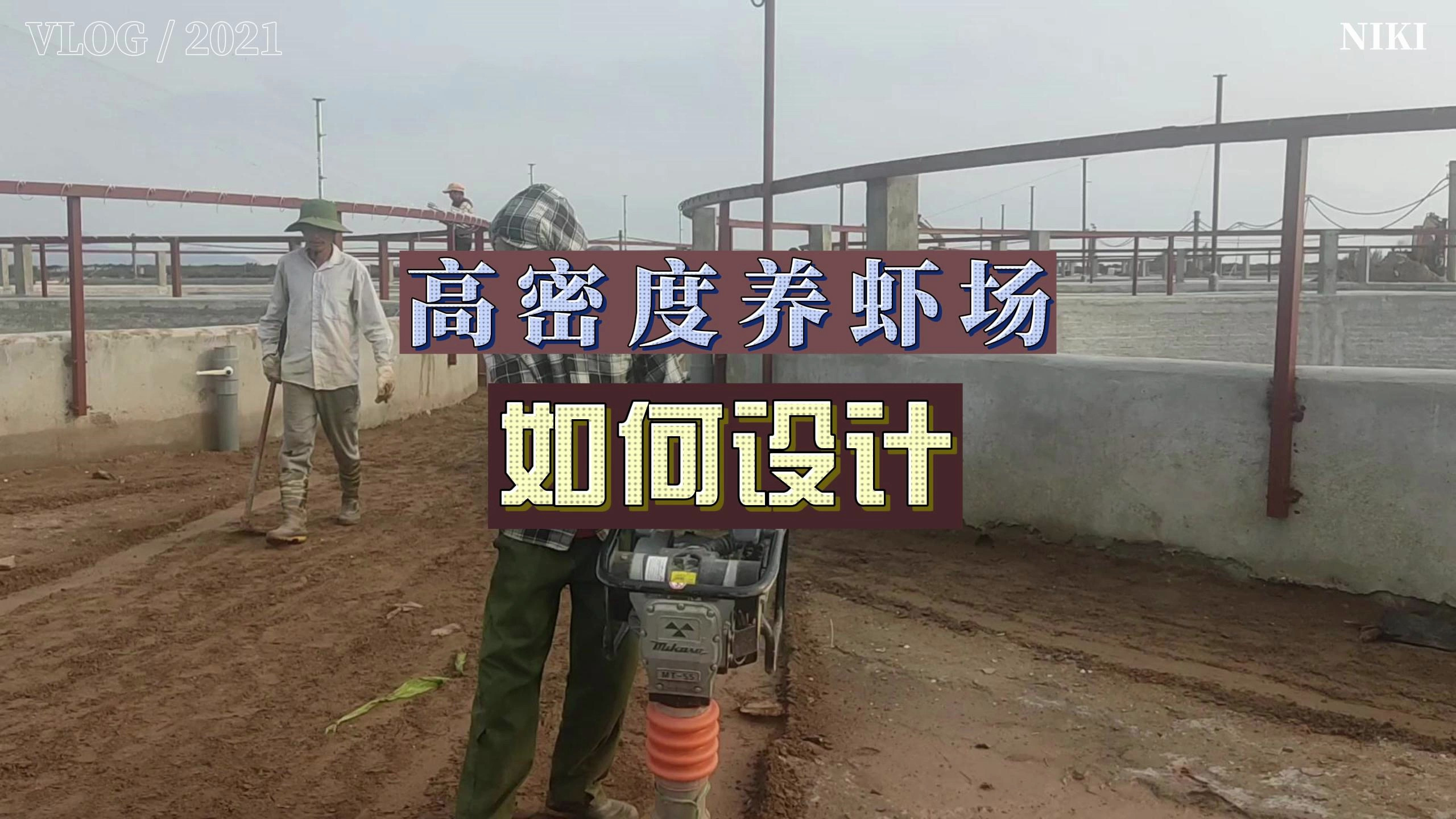 厉害了!养殖户独家设计,高密度养虾场,养虾成功率较高!