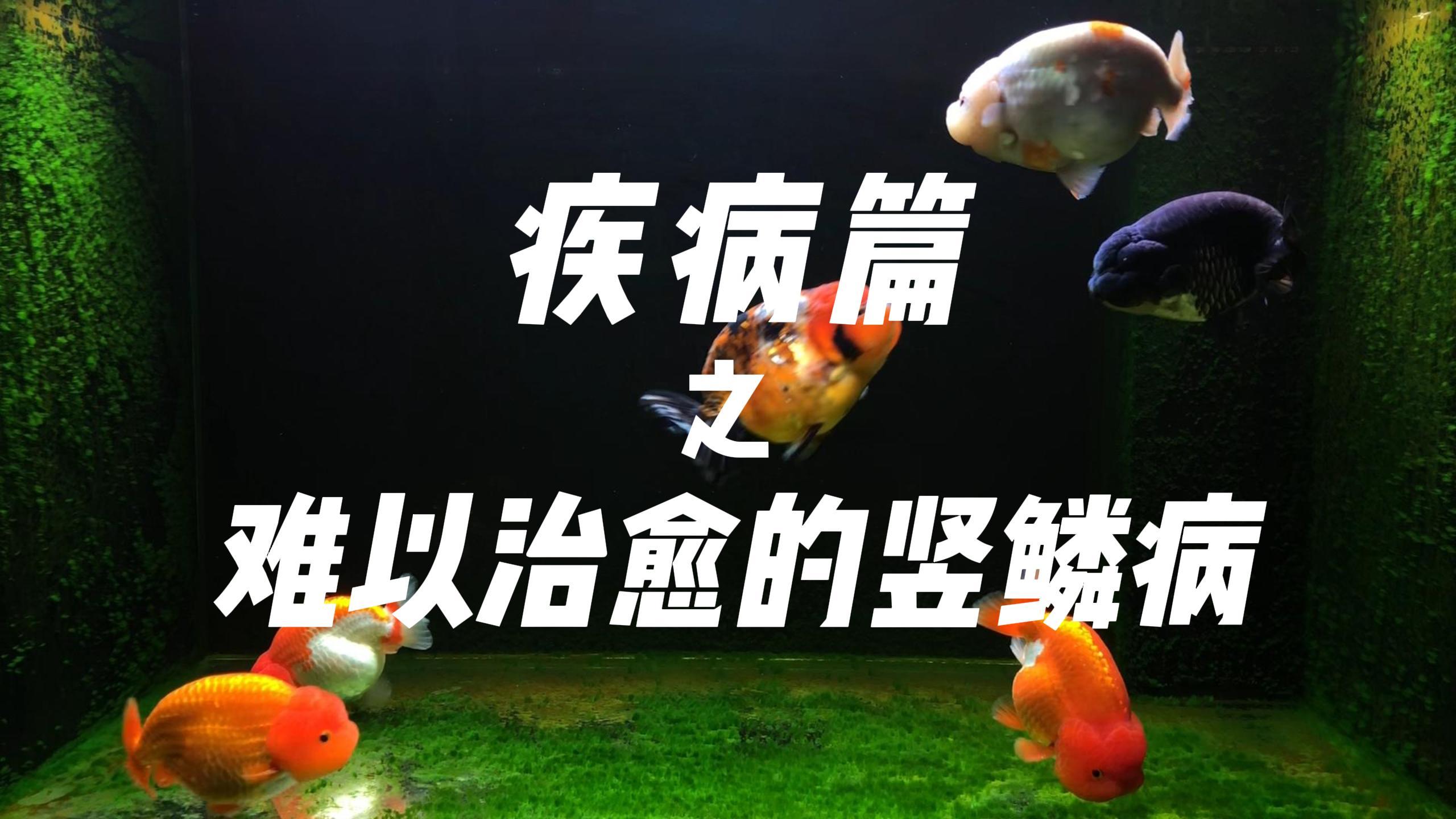 养鱼疾病篇:难以治愈的竖鳞病,炸鳞立鳞怎么办?如何预防
