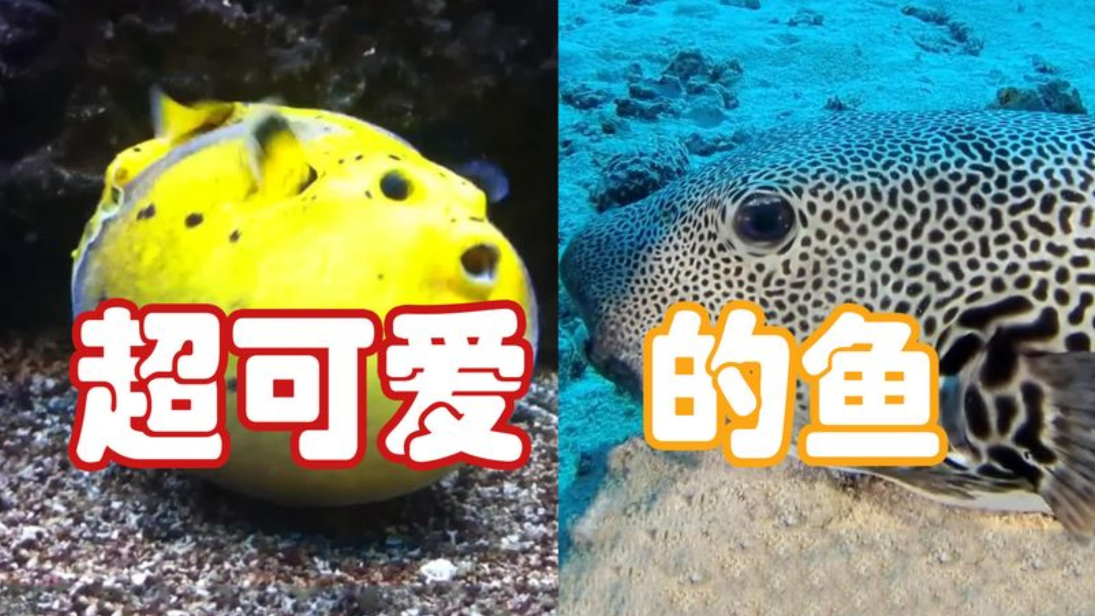 这两条鱼非常可爱,你见过吗