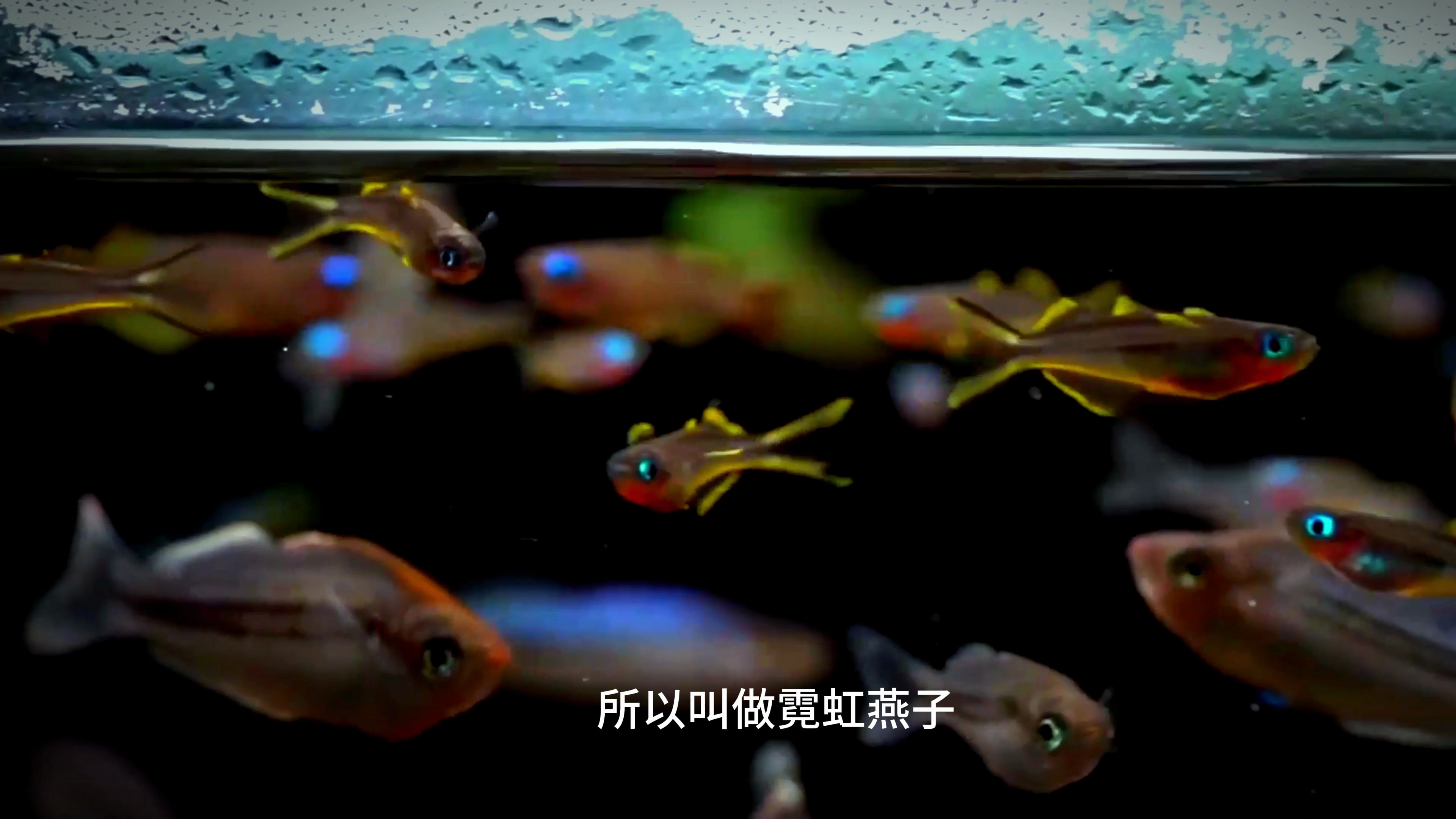 养霓虹燕子鱼的小技巧:水质、水温、喂食和环境