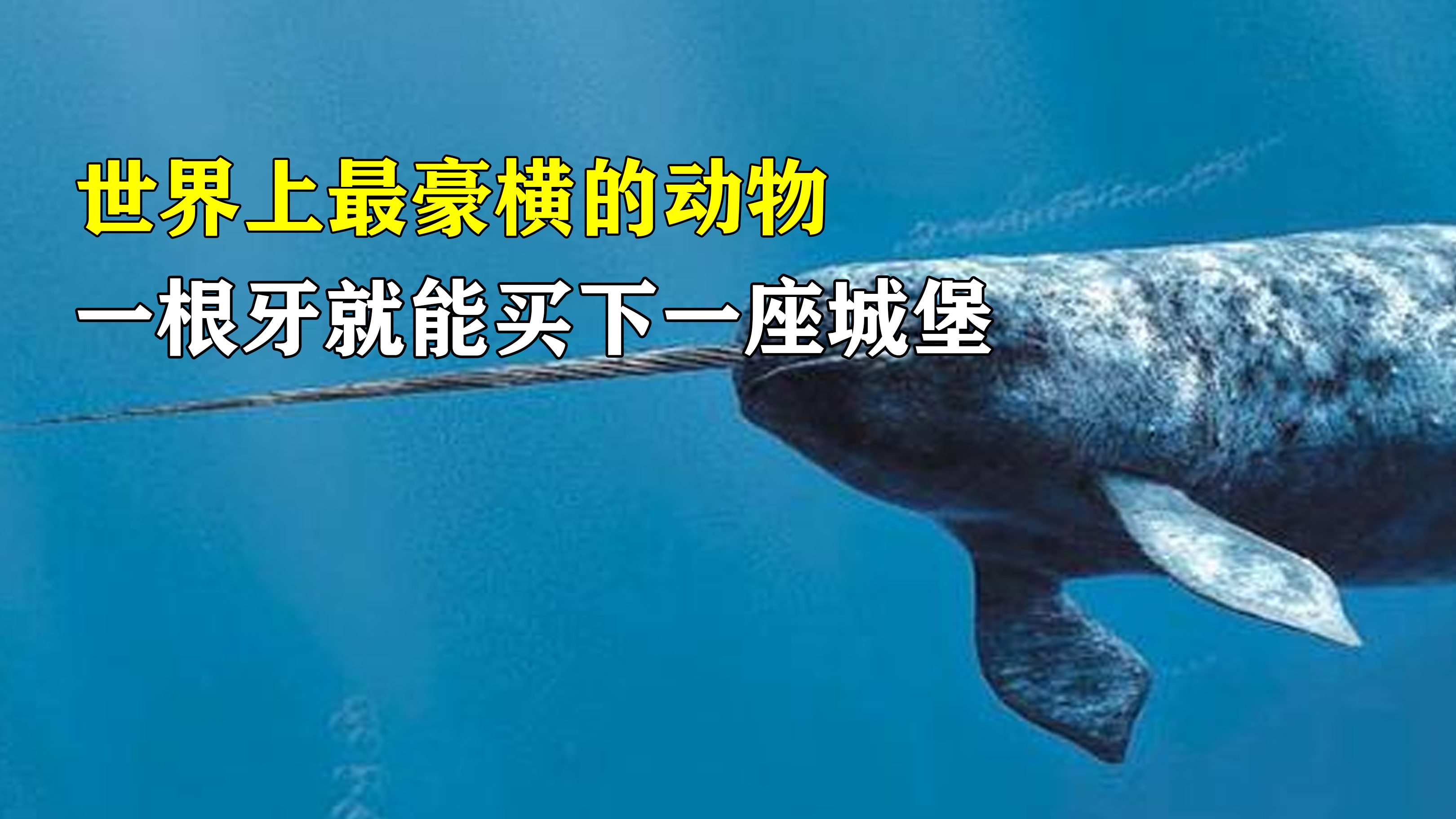 牙齿最贵的动物独角鲸,价格是黄金的十倍,一根牙能买下一栋别墅