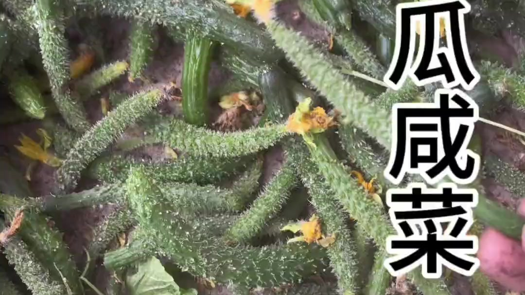 顶花带刺 这小黄瓜嘎嘎好吃