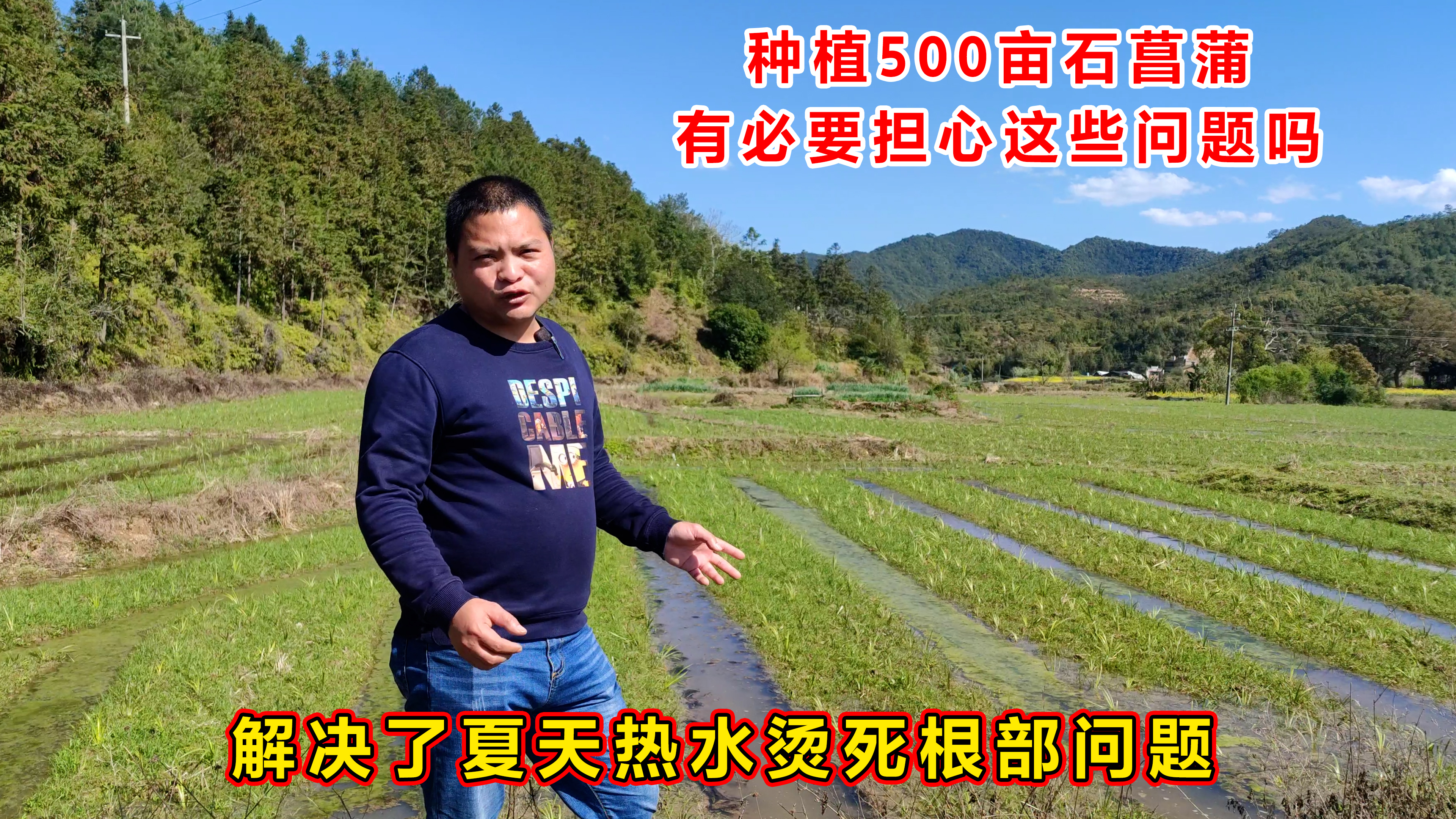 农村发展种植中药材,种植500亩石菖蒲,有必要担心这些问题吗?