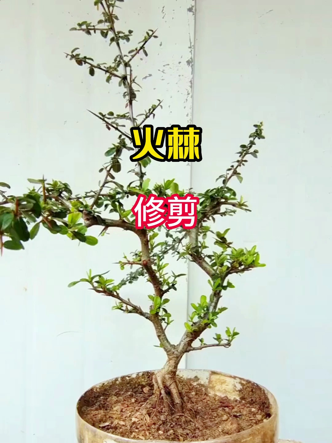 看师傅如何用三剪把一棵火棘素材剪出一个造型-度小视