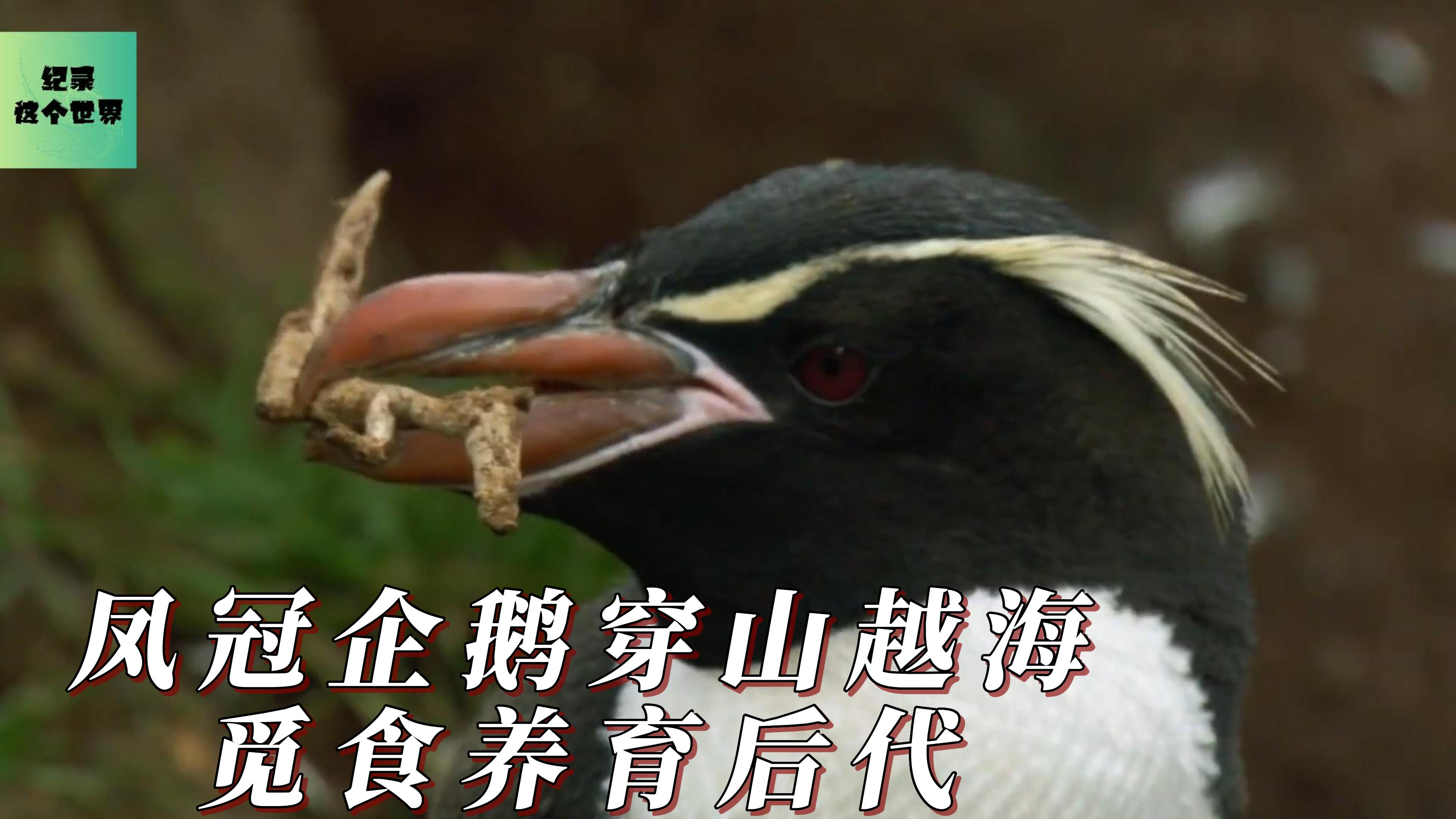 凤冠企鹅不低头!穿林海越悬崖险中觅食育后代!