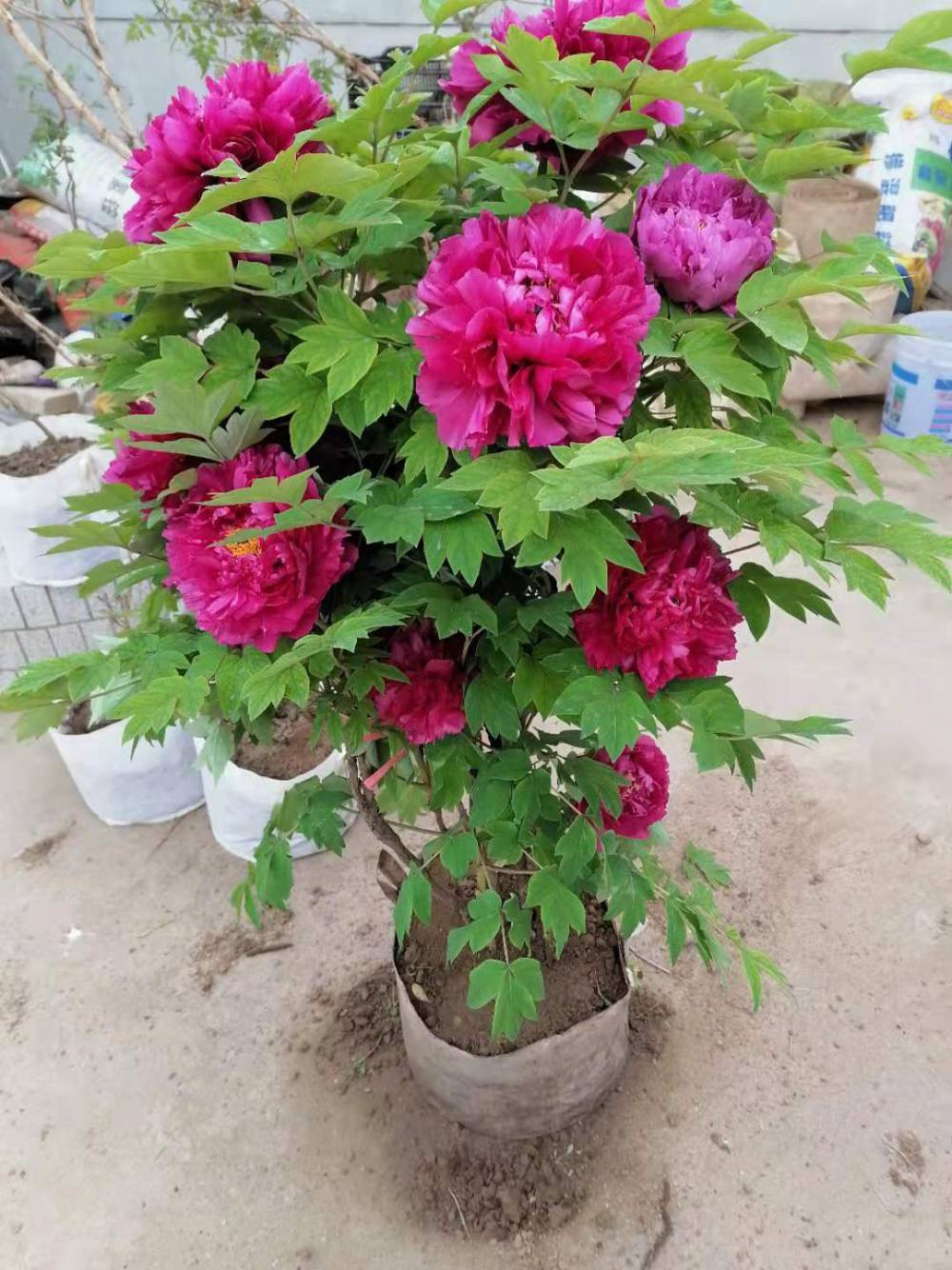 大红花牡丹基地 工程盆栽牡丹 3-10年生生大棵苗