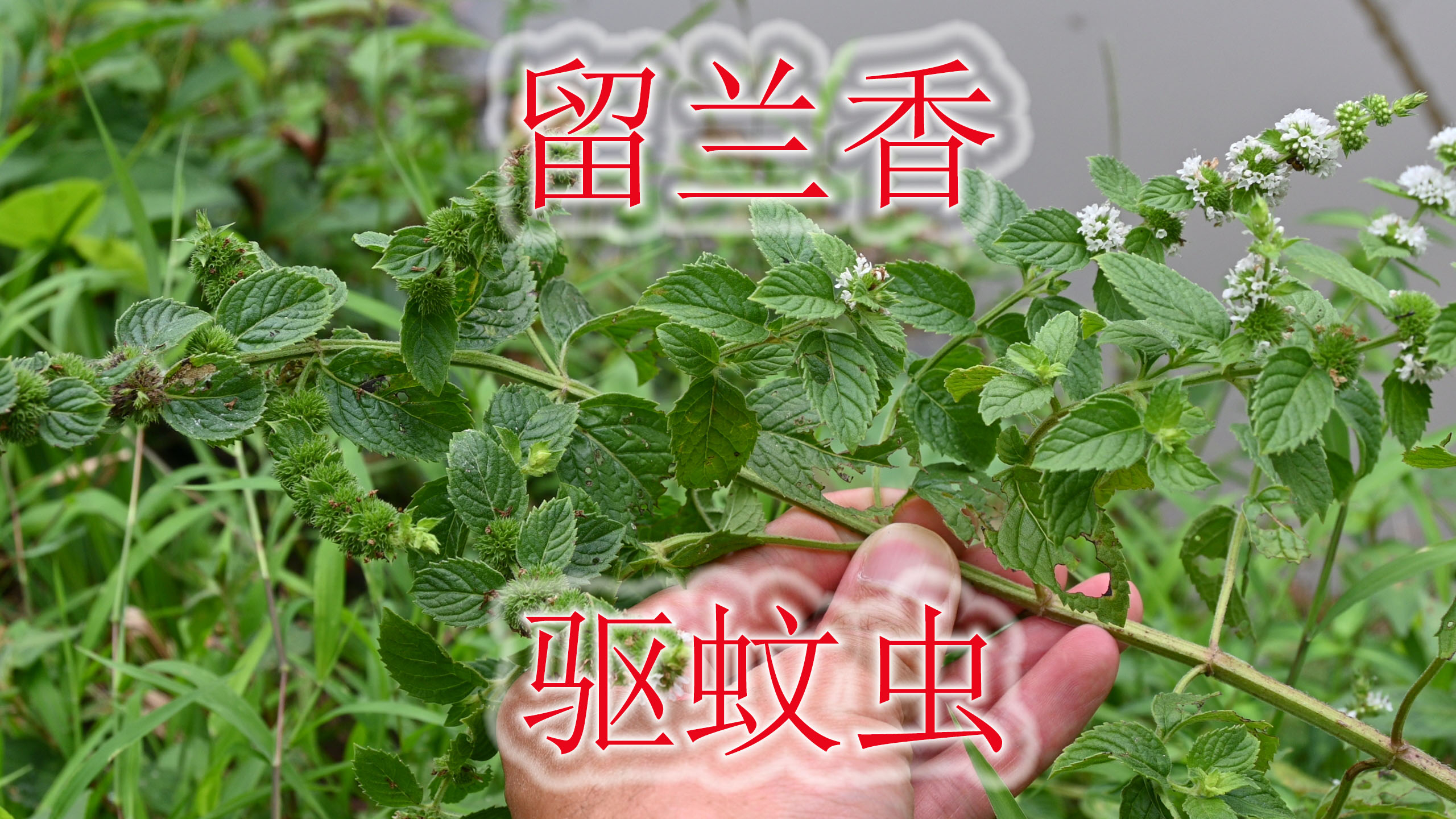 香料用植物“留兰香”,驱蚊杀虫好帮手,生活中您了解吗?