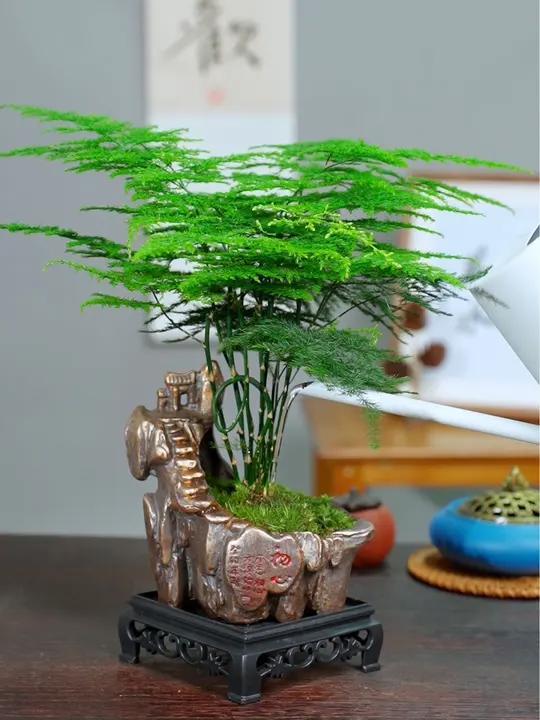 家里茶桌书房书桌摆放的绿植盆栽