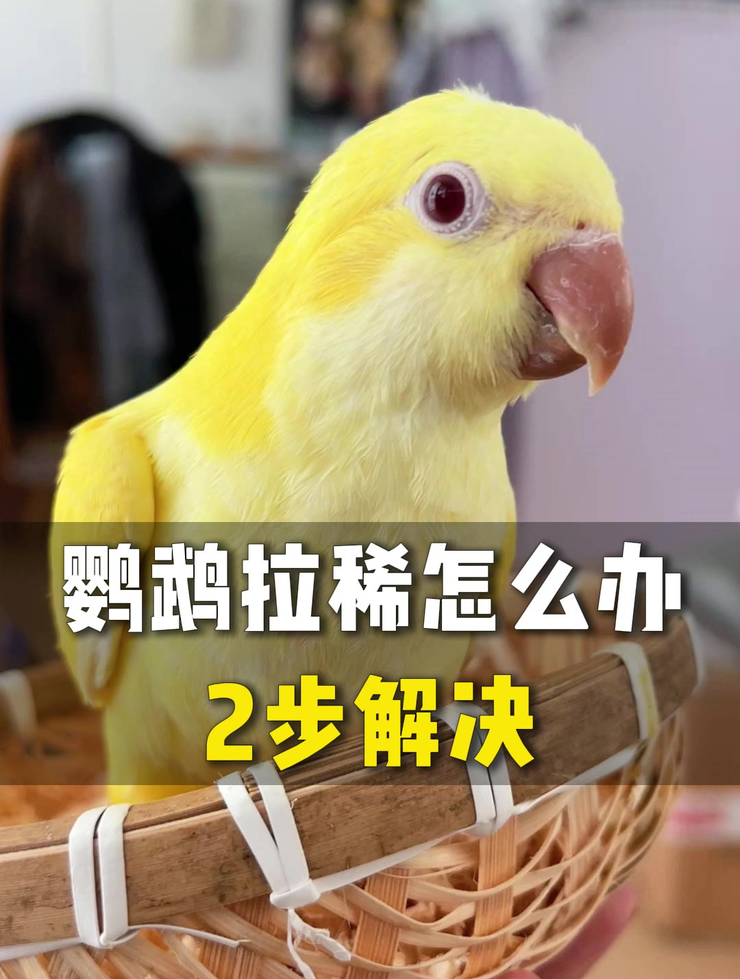 鹦鹉拉稀怎么办?我们鹦鹉怎么处理呢?