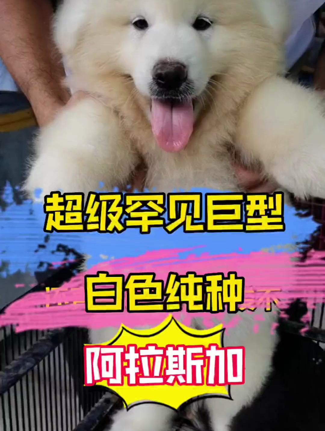 这到底是阿拉斯加还是萨摩耶?有懂的吗?犬