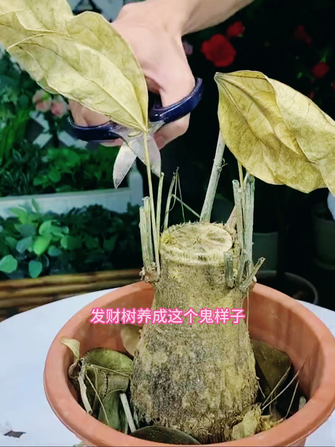 发财树半死不活可以滴这种水促进新芽萌发很快枝繁叶茂