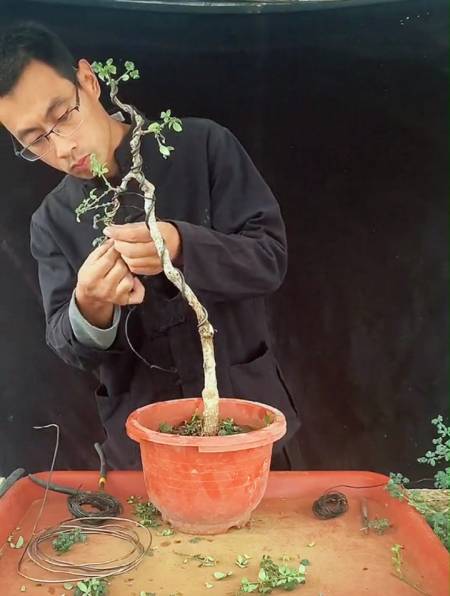 一棵直杆迎春小老桩,看我如何一分为二,重剪造型成精致文人盆景-度小