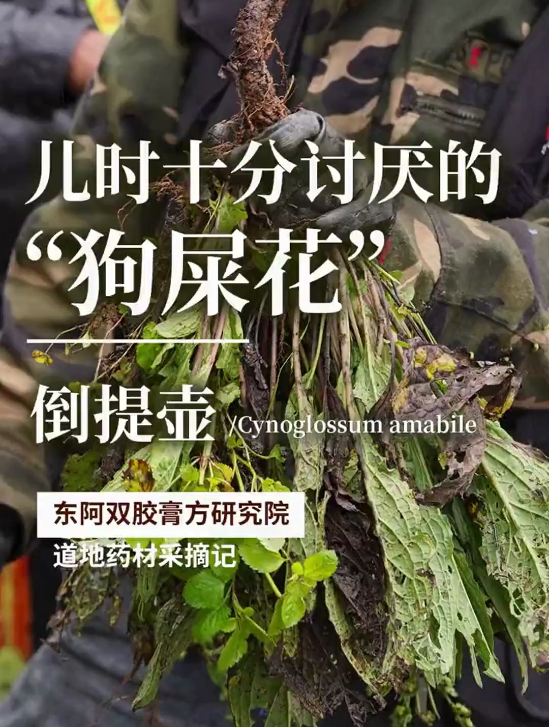 小时候十分讨厌的"狗屎花",没想到它还是一味神奇的中草药