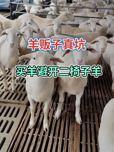 羊贩子真坑,买羊避开二椅子羊-度小视