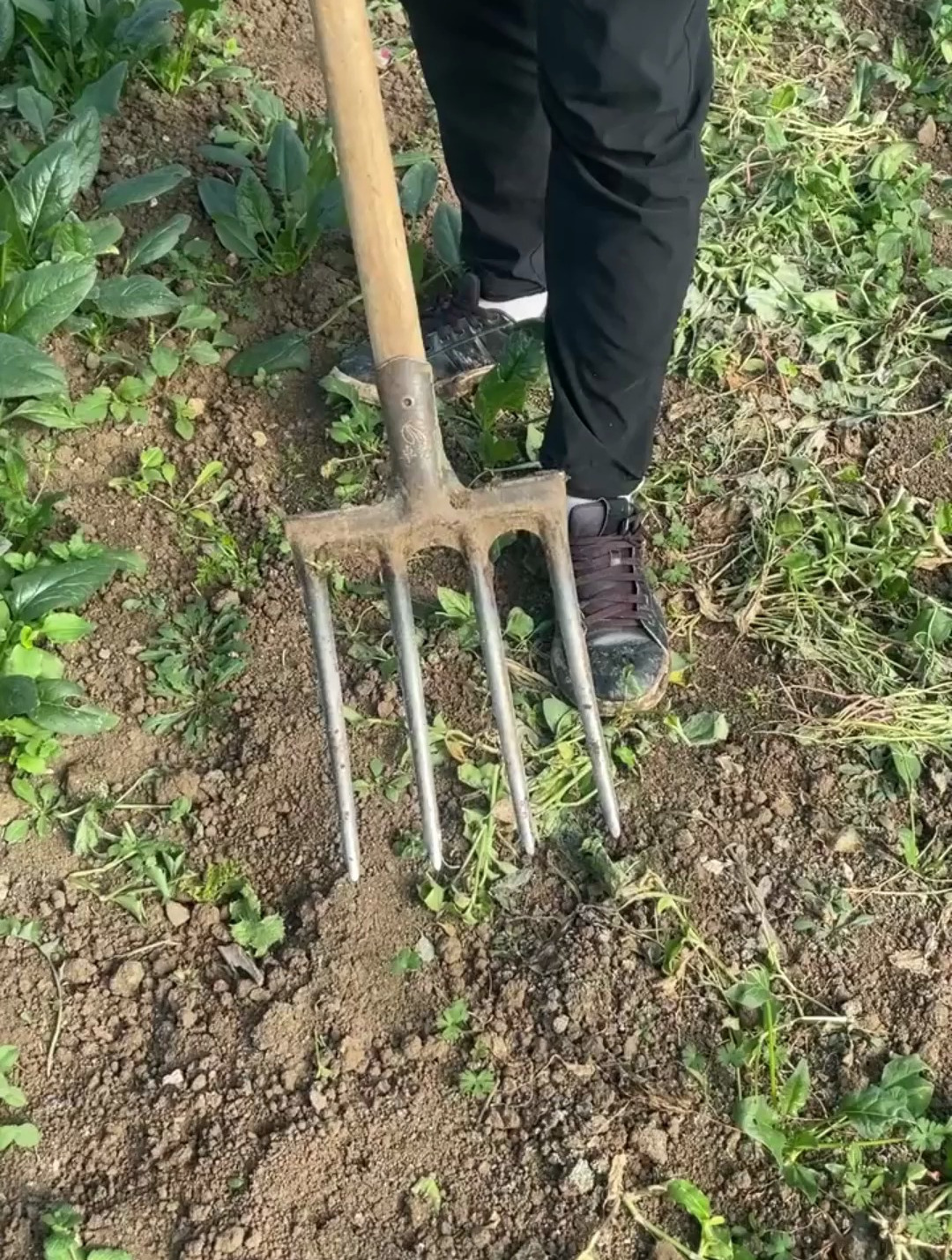 农村小伙研制的"四齿钢叉",翻土松土轻松省力,农用的好帮手