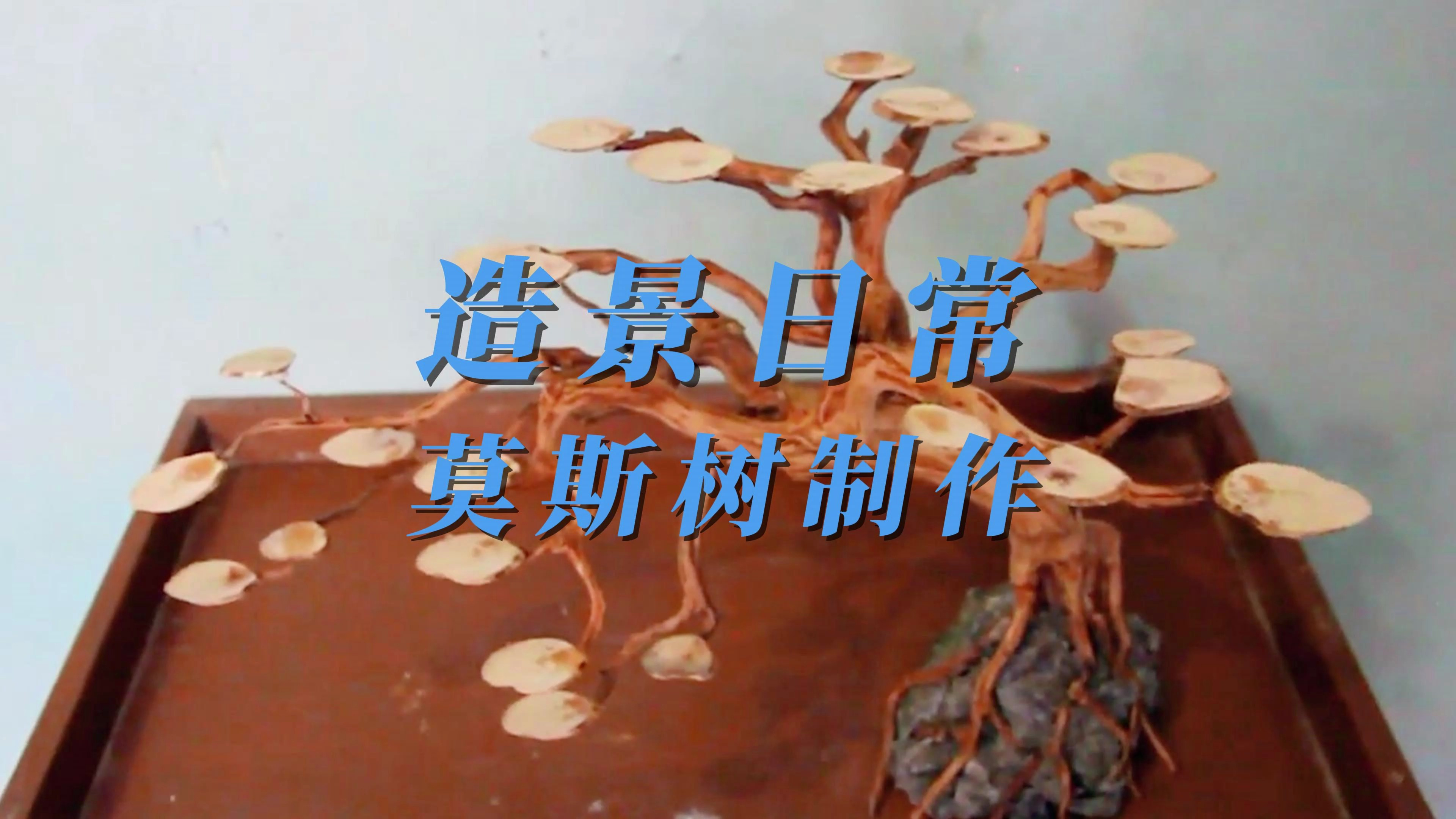 鱼缸造景日常:莫斯树制作
