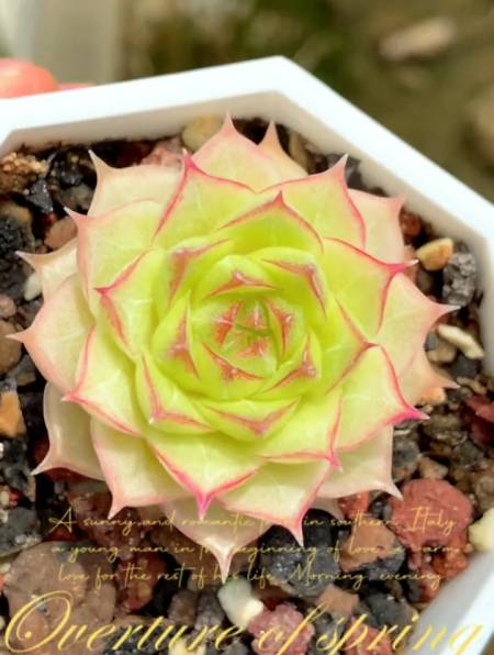 边线款的女王玫瑰,绝对也是一款优秀的杂交系列.真的好看-度小视