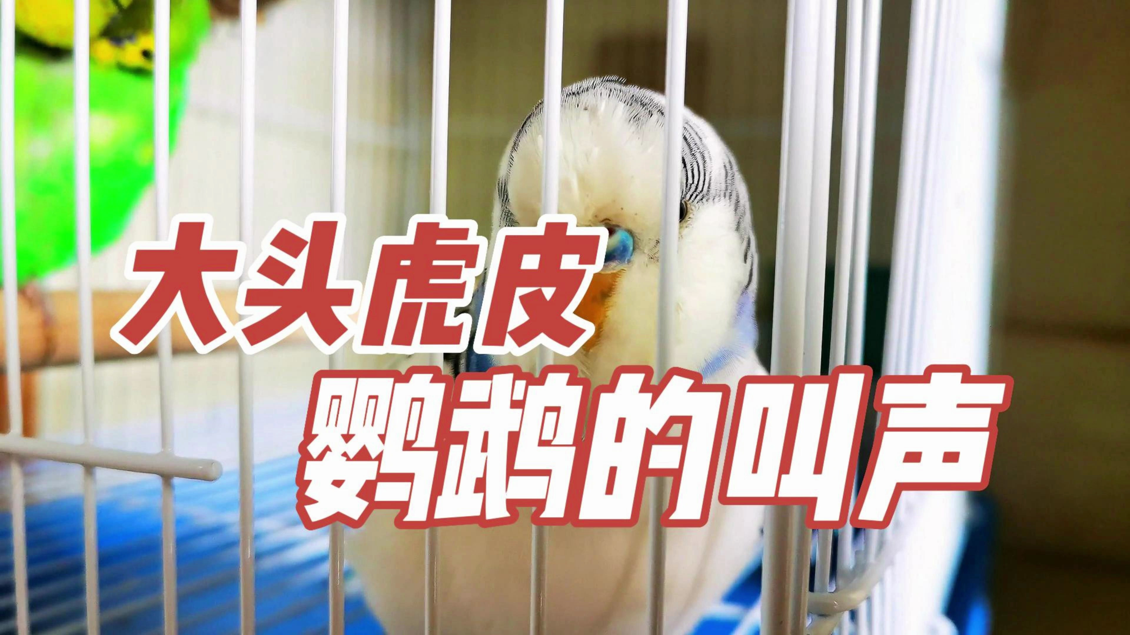 大头虎皮鹦鹉的叫声