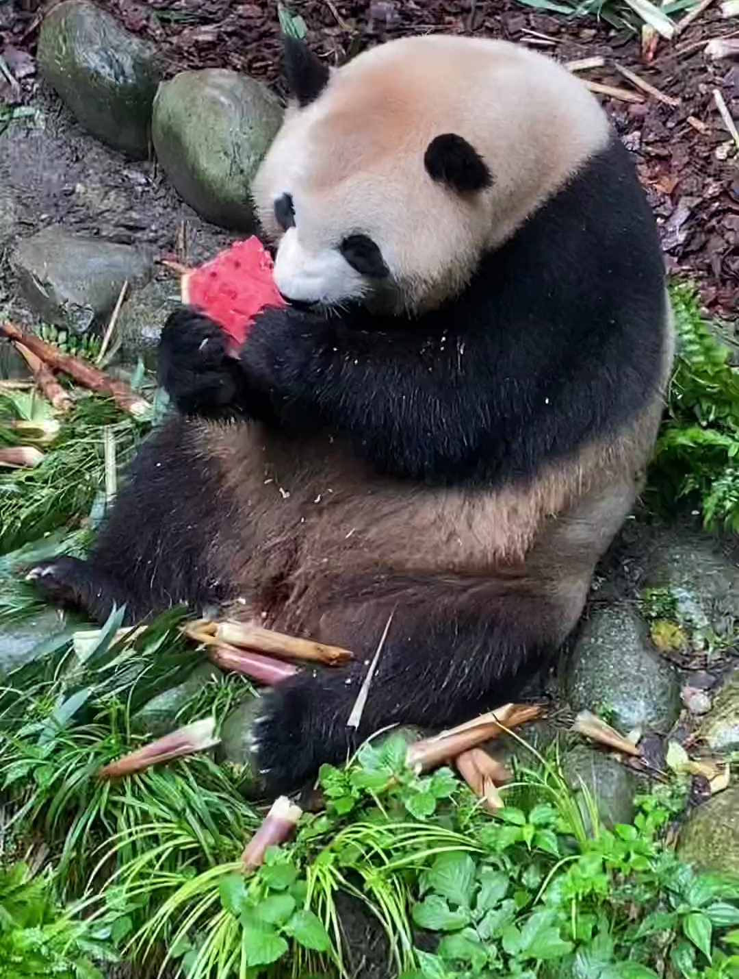 大熊猫吃东西时的样子图片