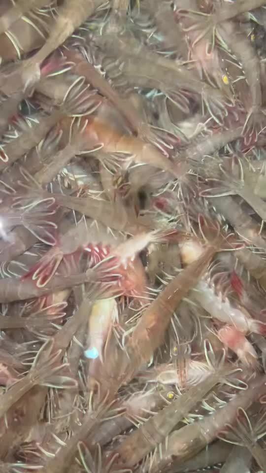 活的野生鹰爪虾 没有激素抗生素 放心吃-度小视